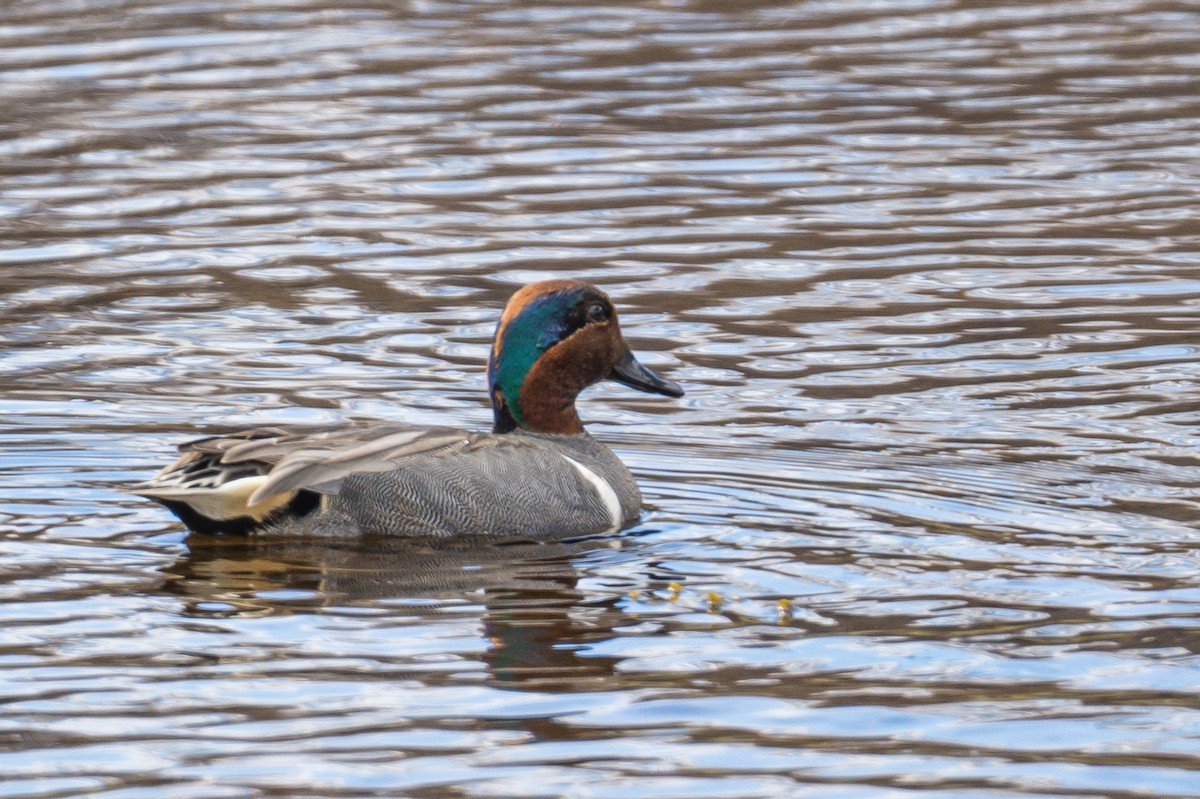 Green-winged Teal - ML337780011