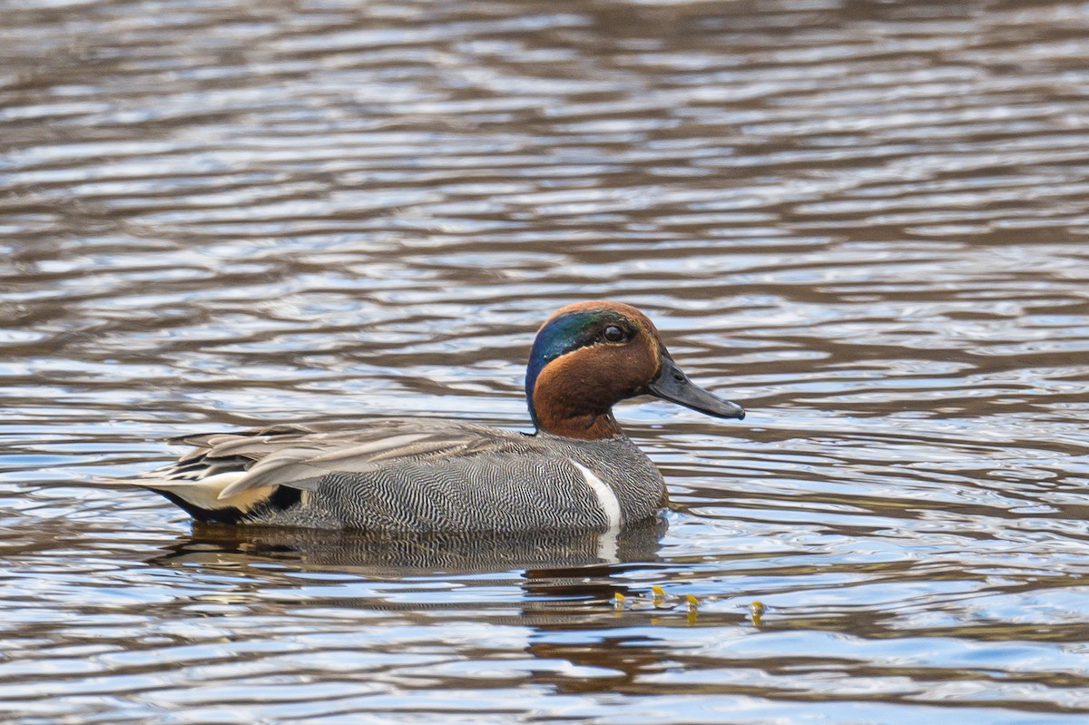 Green-winged Teal - Frank King