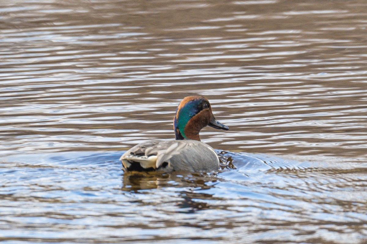 Green-winged Teal - ML337780171