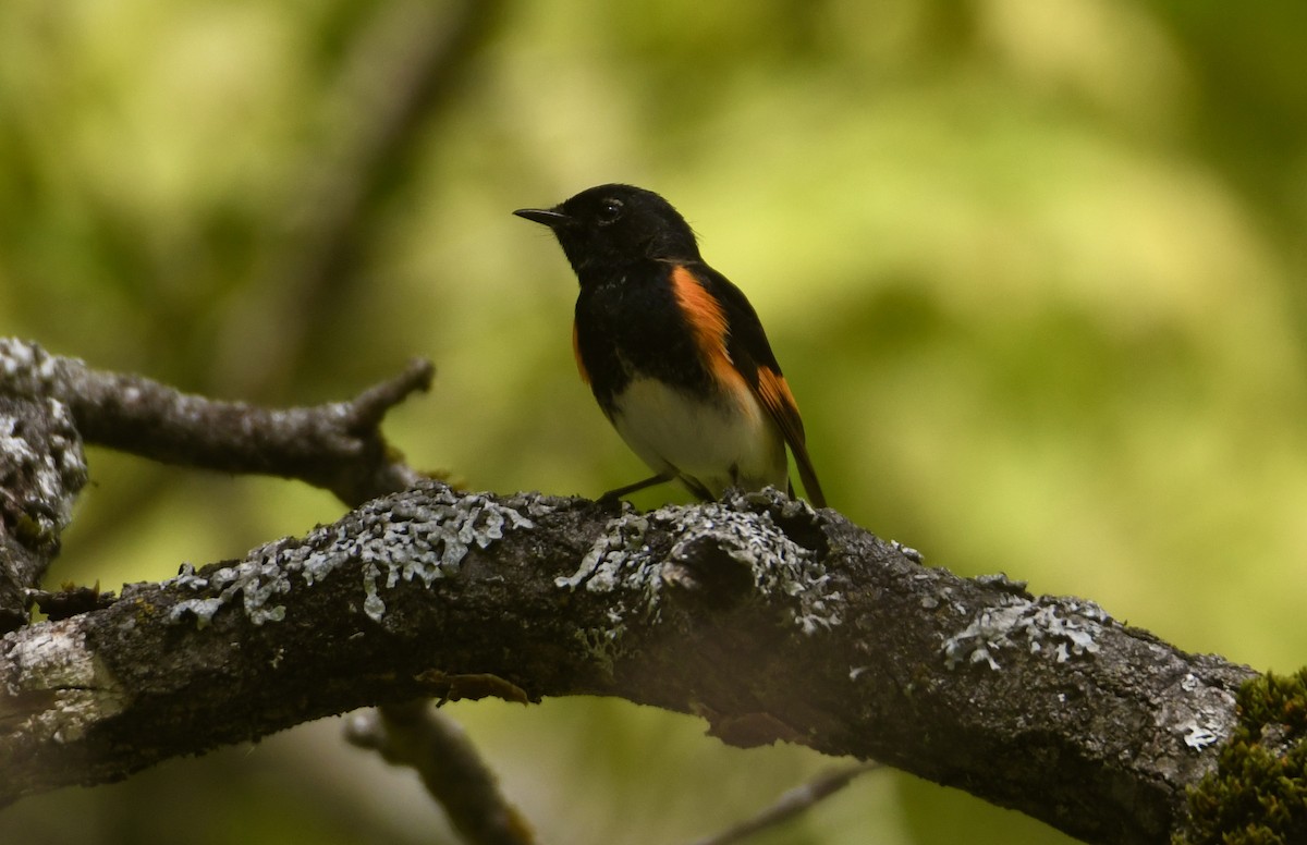 American Redstart - ML337780921