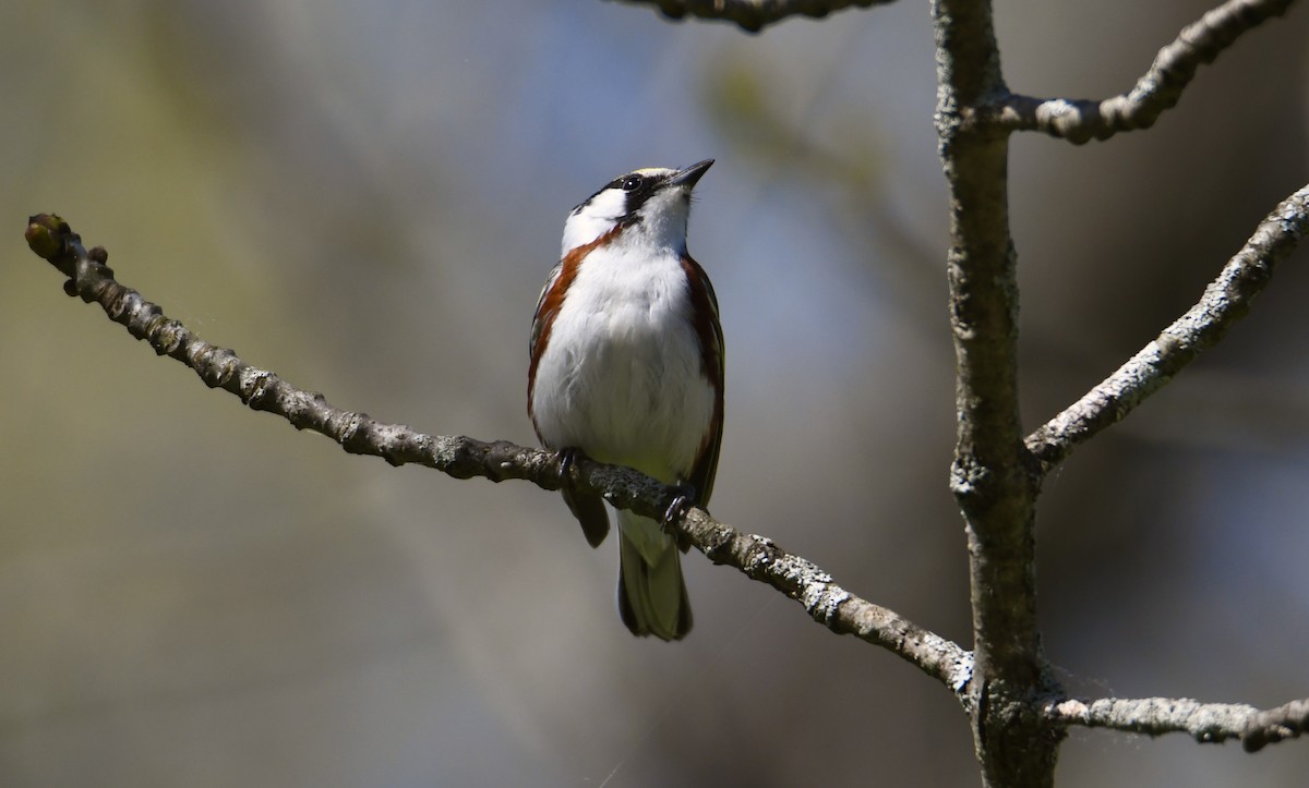 Chestnut-sided Warbler - ML337781341