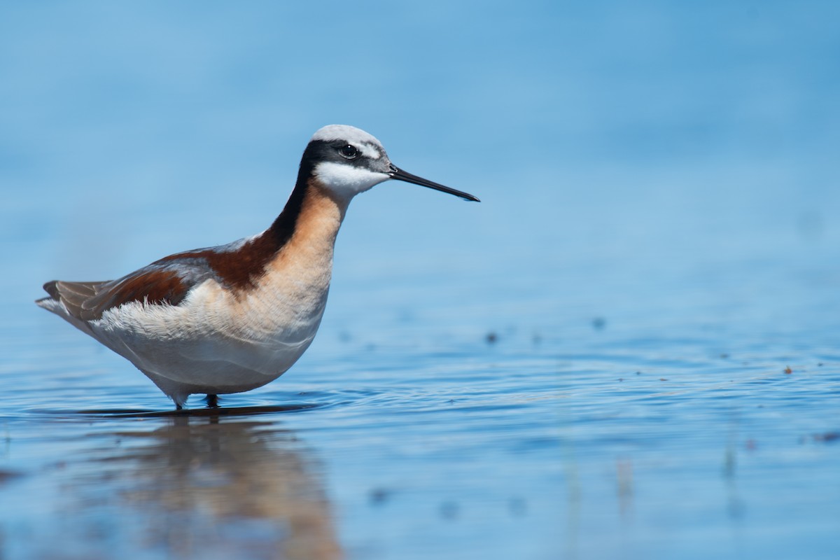 Wilson's Phalarope - Ian Hearn