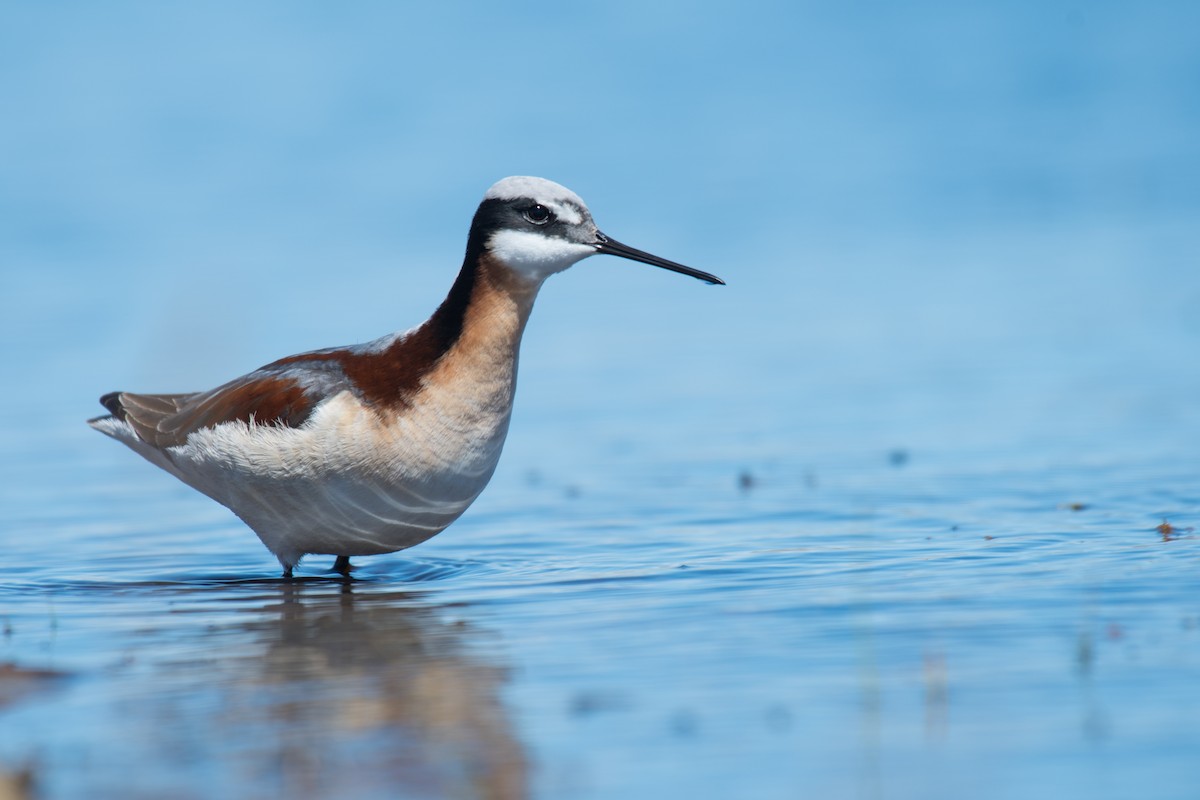 Wilson's Phalarope - Ian Hearn