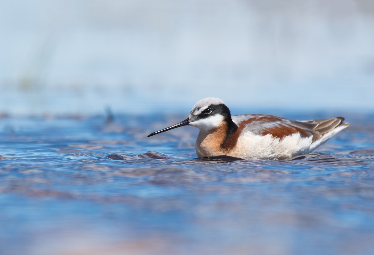 Wilson's Phalarope - Ian Hearn