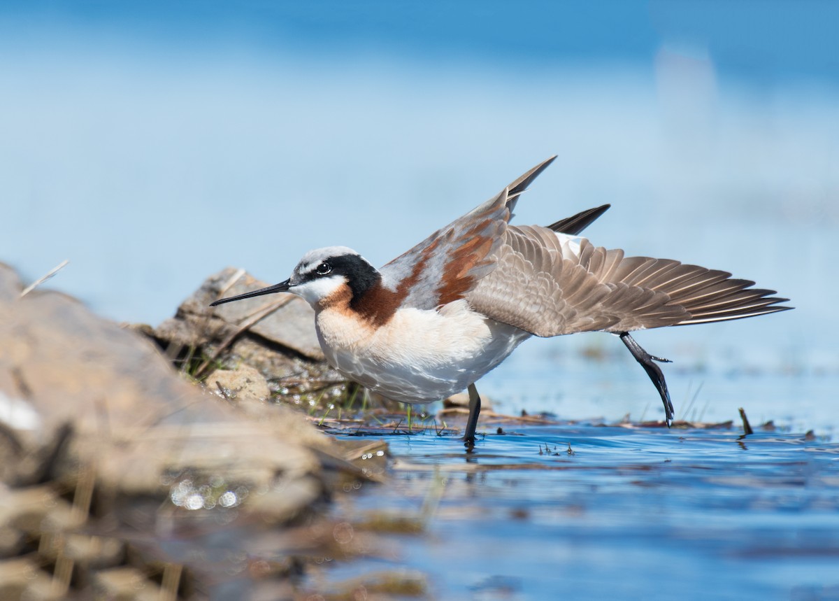 Wilson's Phalarope - Ian Hearn