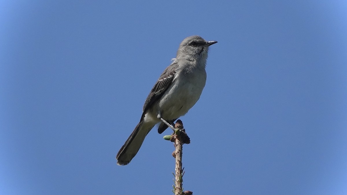 Northern Mockingbird - ML337783651