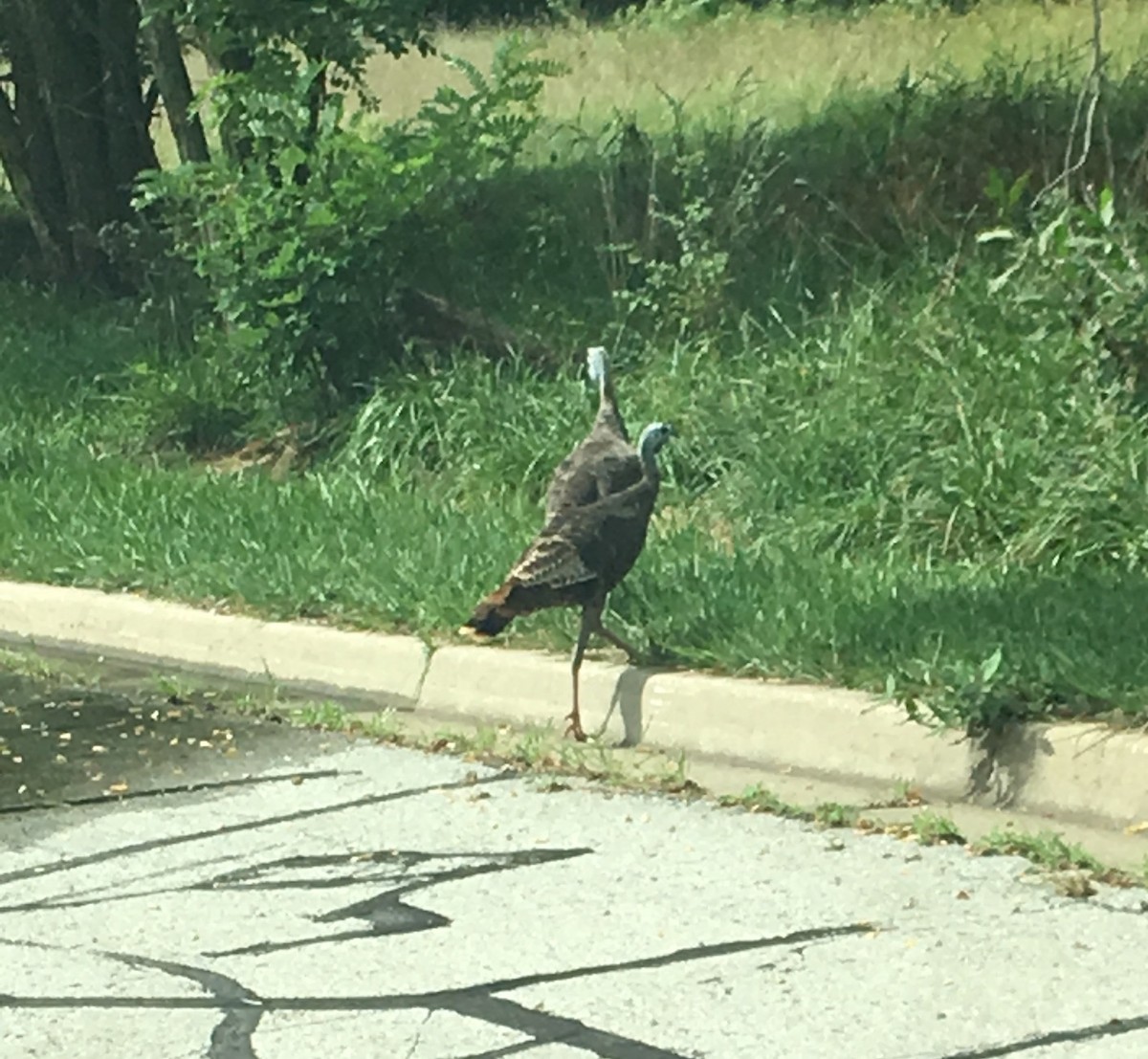 Wild Turkey - Shari Mutchler