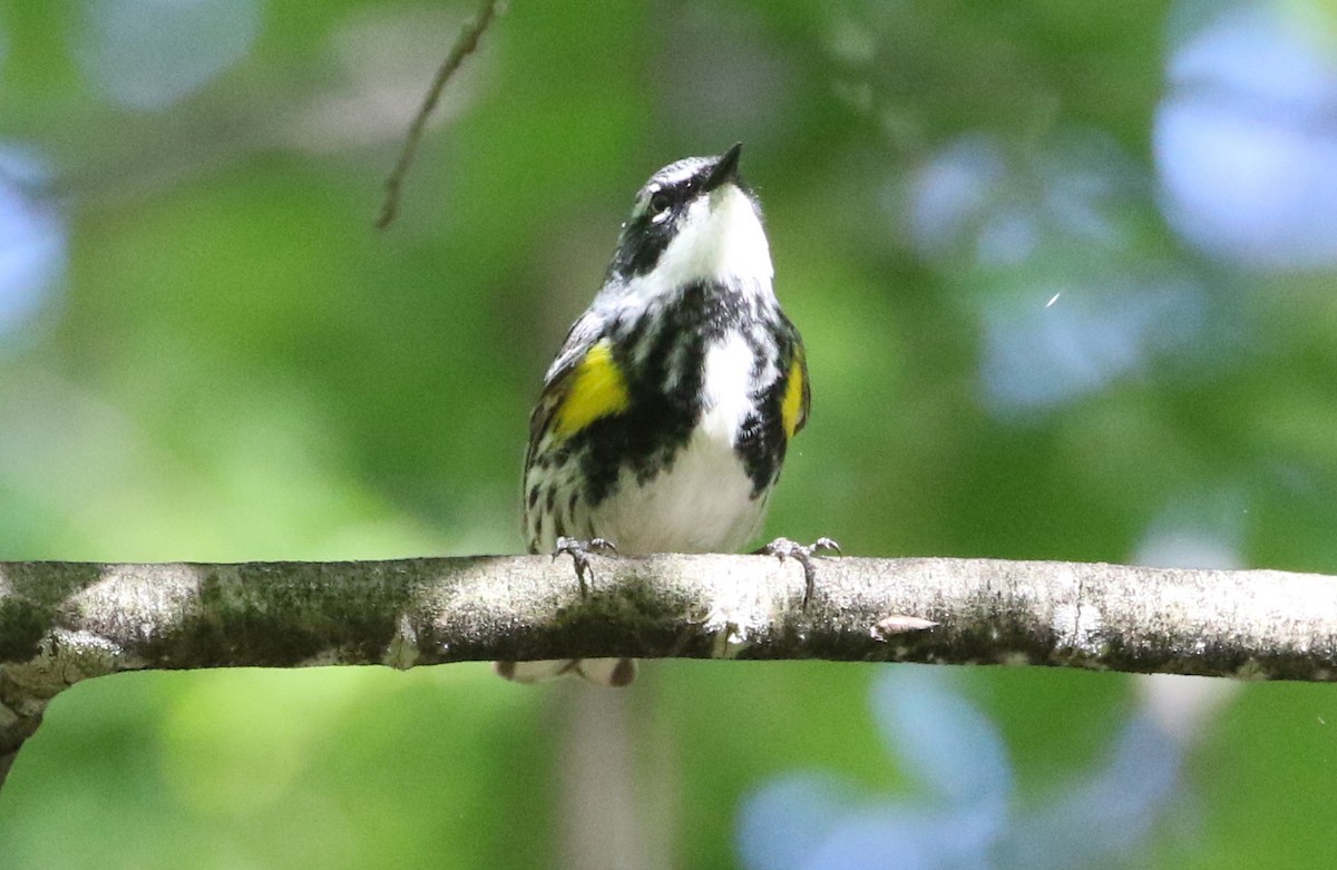 Yellow-rumped Warbler (Myrtle) - ML337785621
