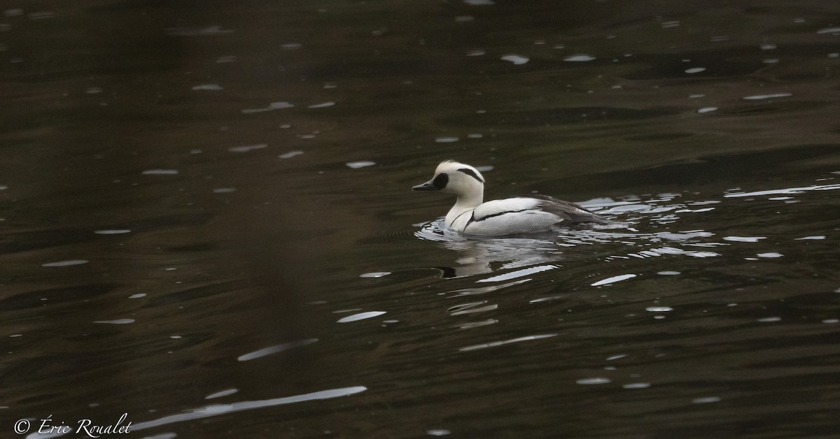 Smew - ML337786731