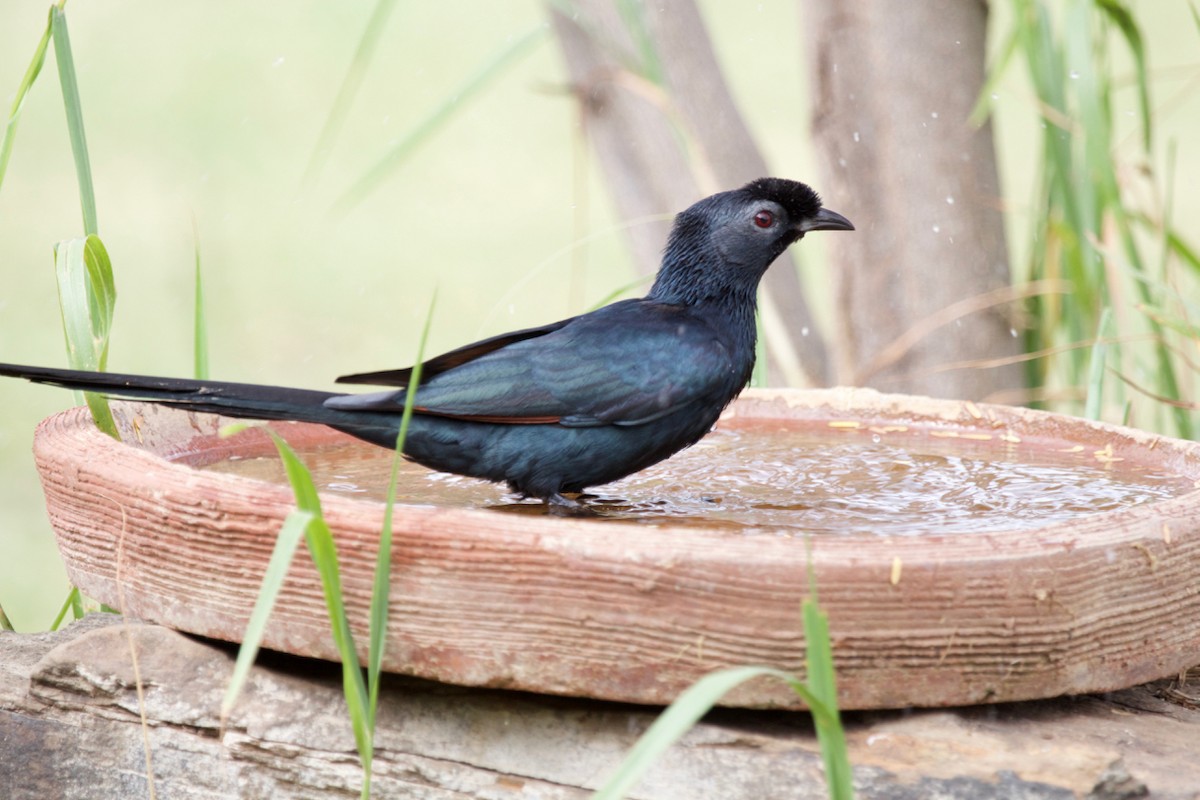 Bristle-crowned Starling - ML33778791