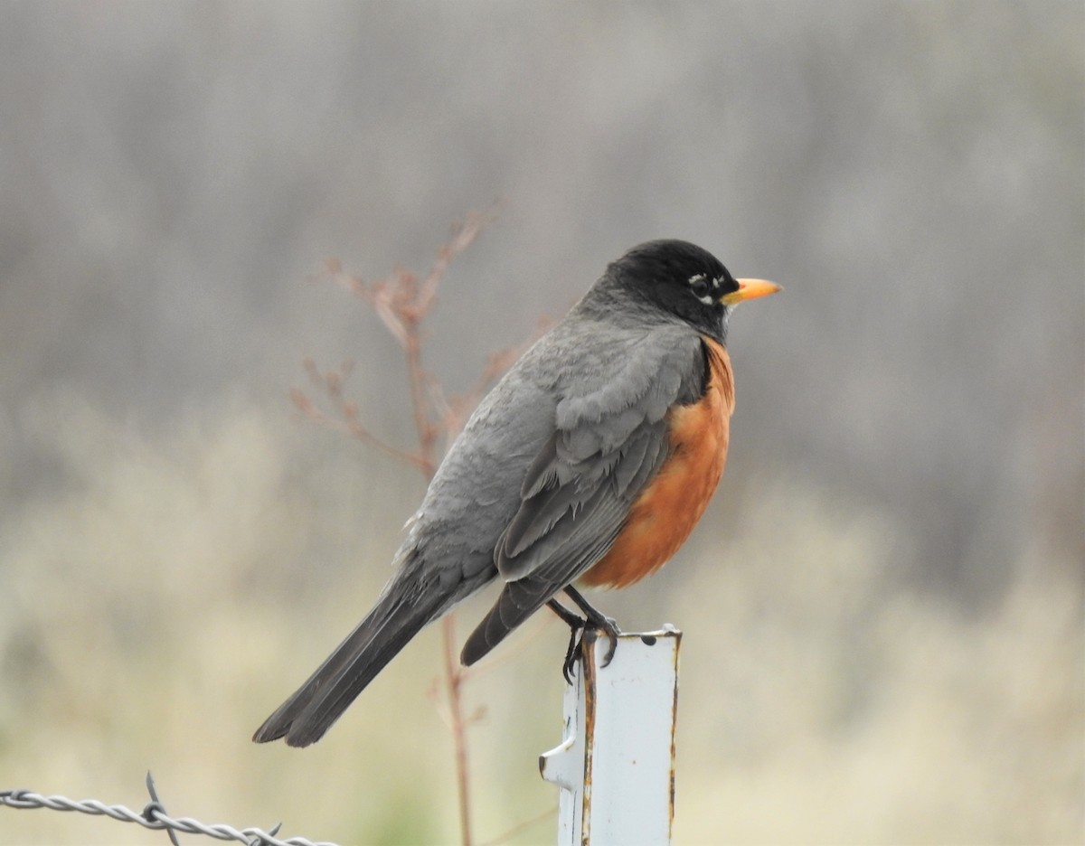 American Robin - ML337791521