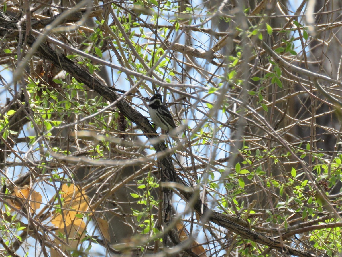 Black-throated Gray Warbler - Karen Drozda