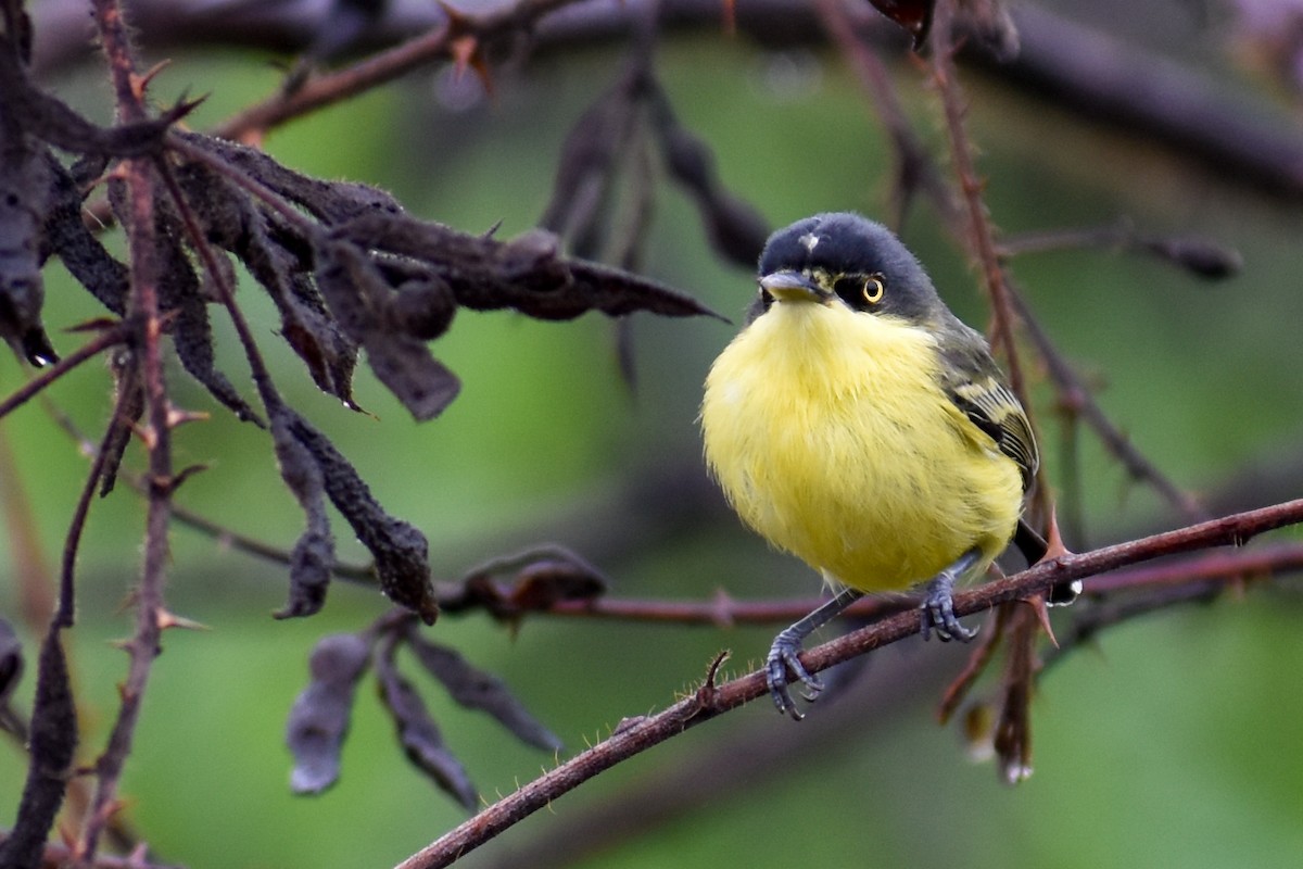 Common Tody-Flycatcher - ML337796021