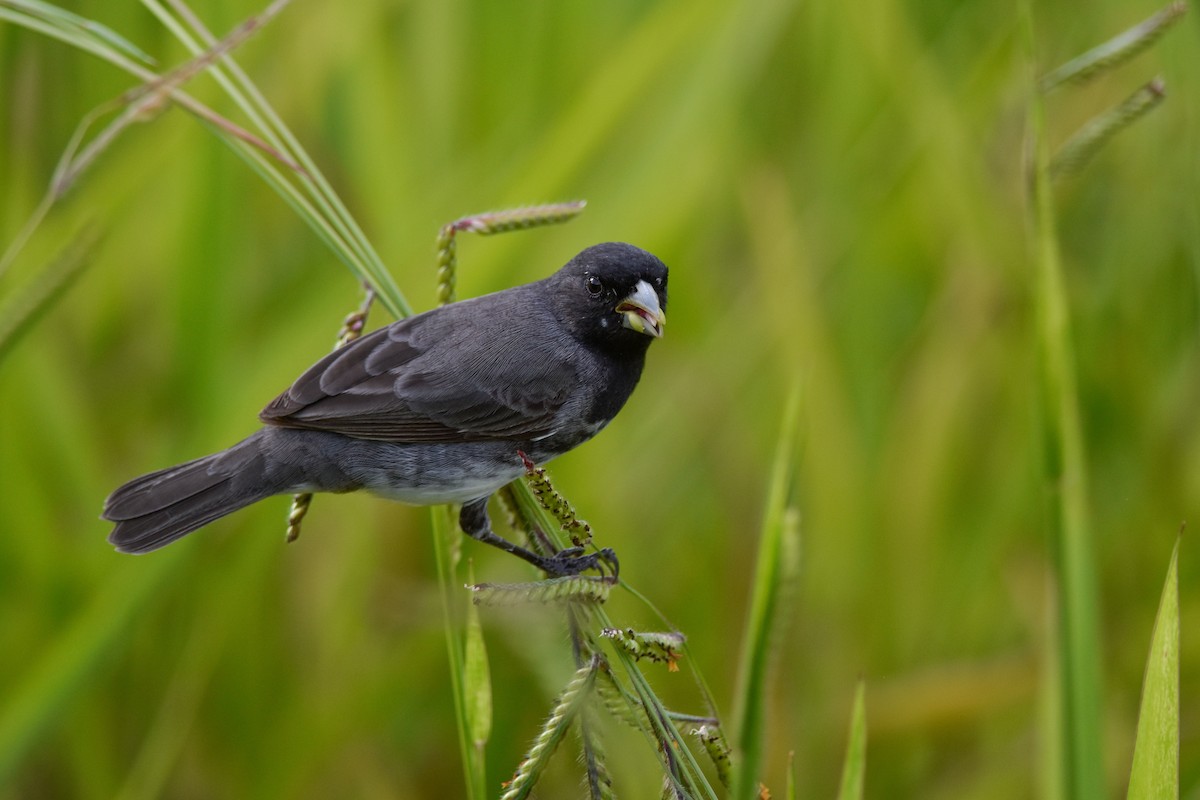 Dubois's Seedeater - ML337797121