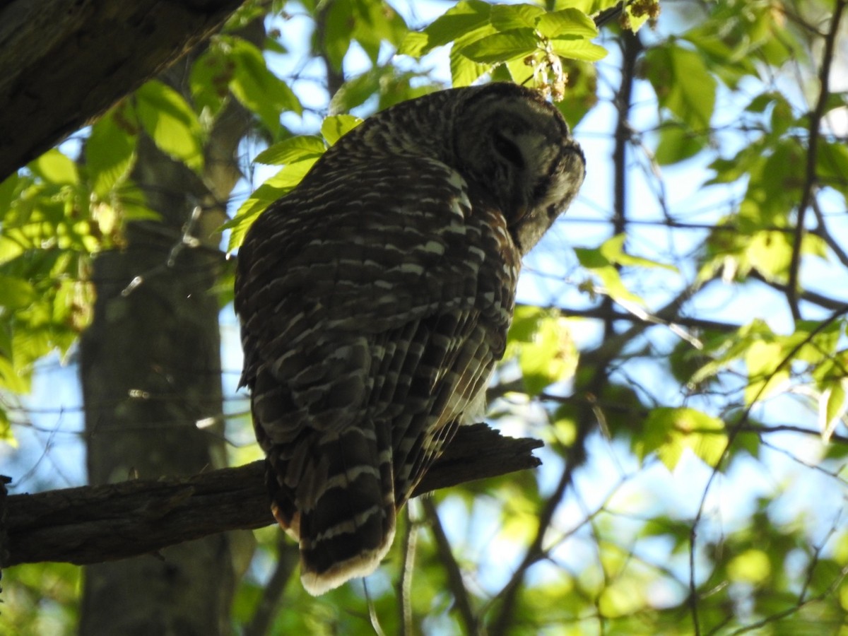 Barred Owl - ML337799381