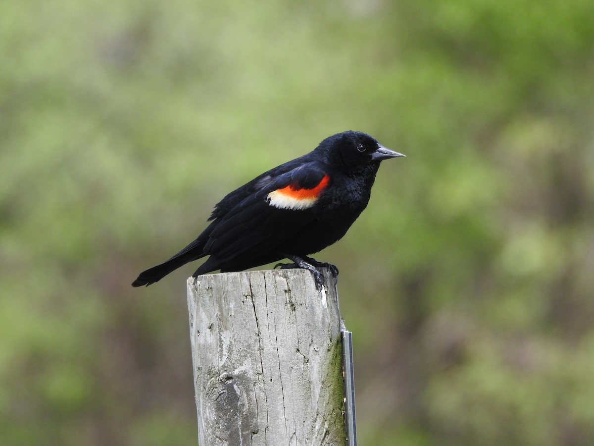 Red-winged Blackbird - Philip Steiner