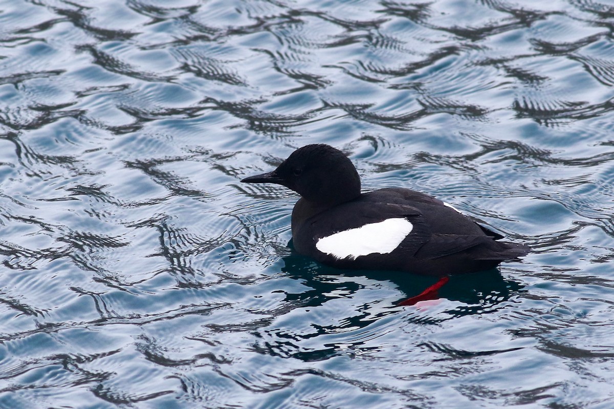 Black Guillemot - ML337801091