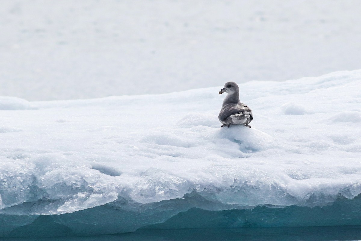 Northern Fulmar - ML337801371