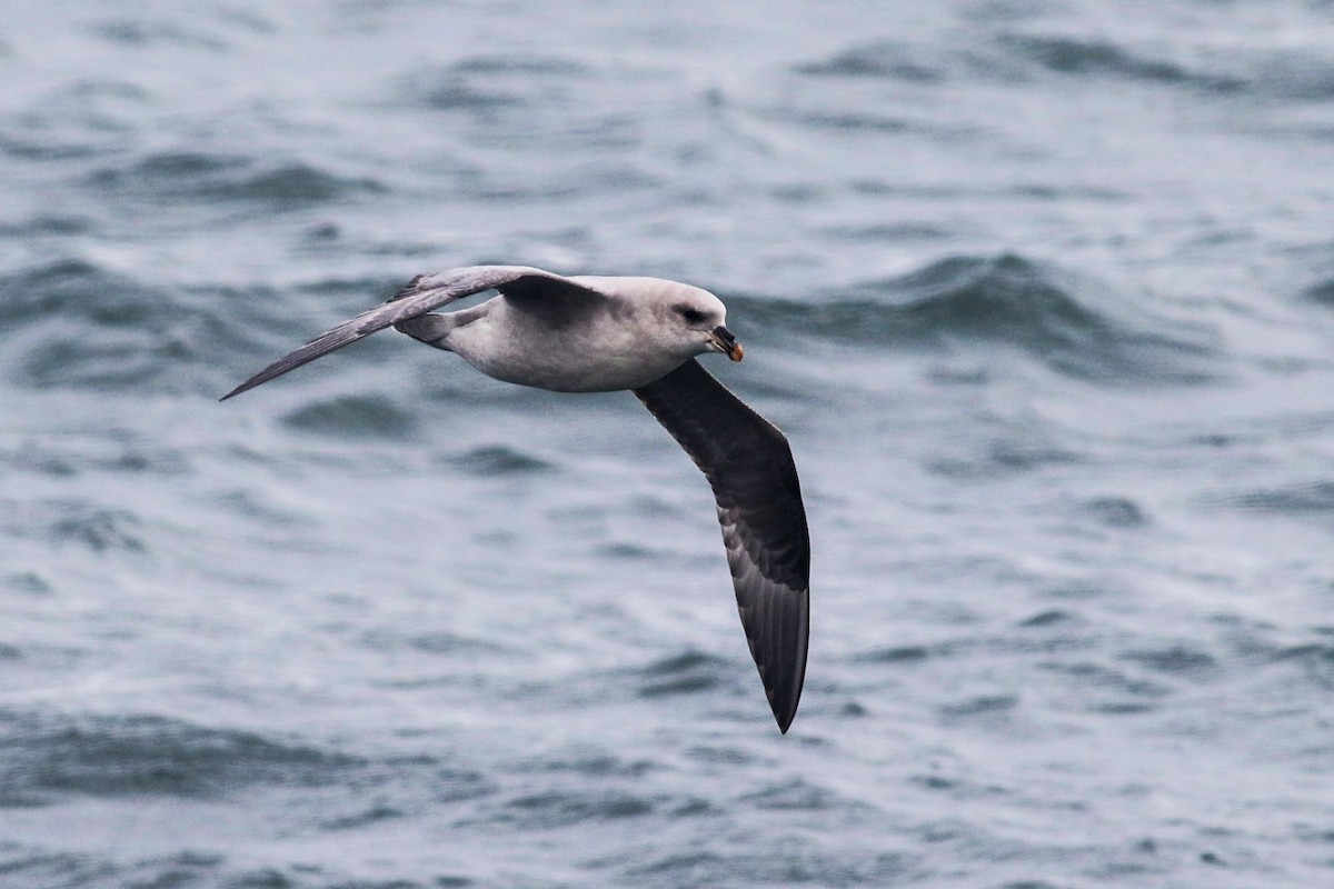 Fulmar Boreal - ML337801411