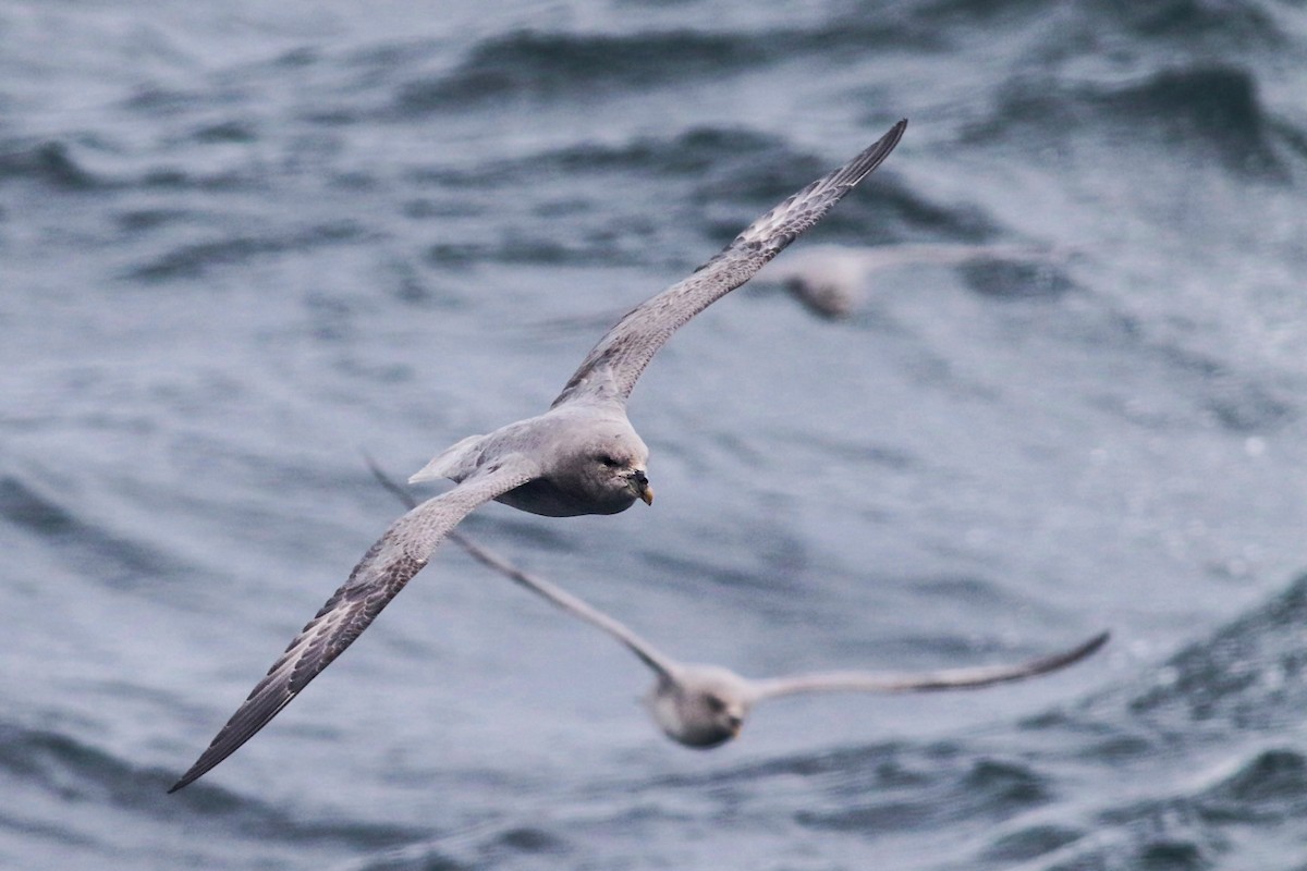 Northern Fulmar - ML337801431