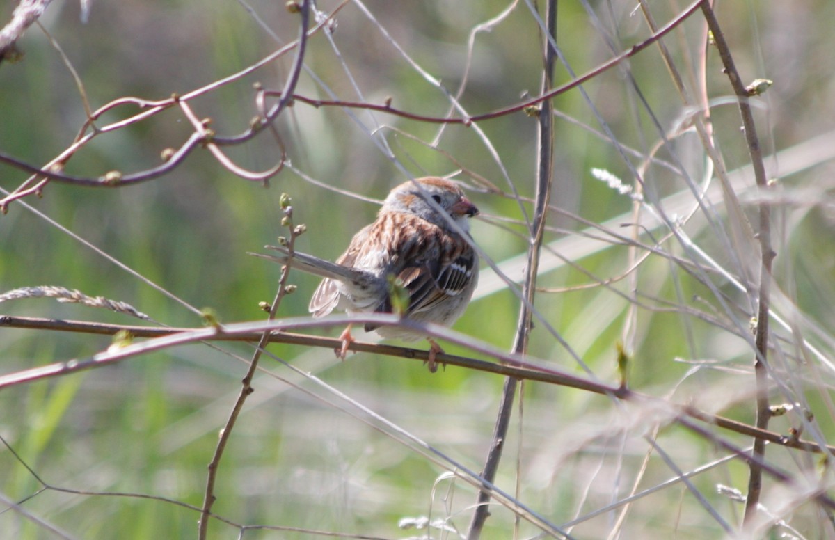 Field Sparrow - ML337803321