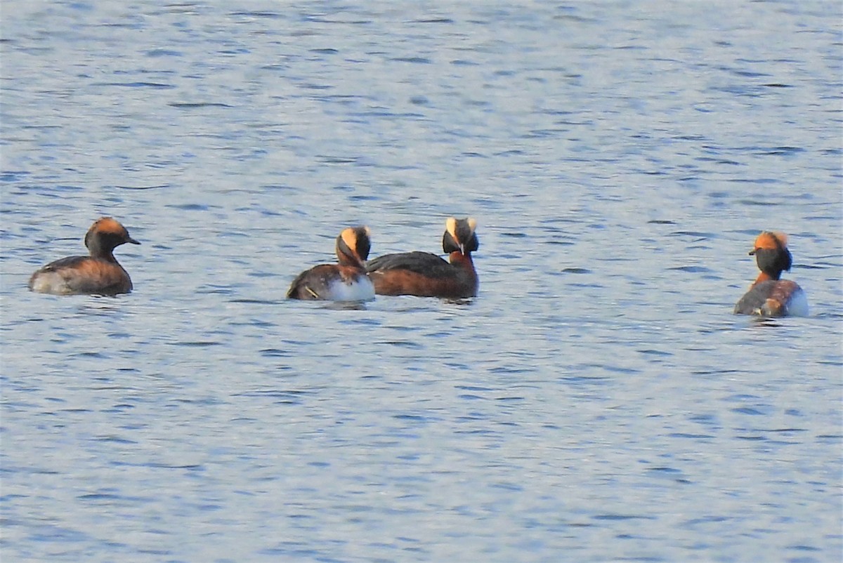 Horned Grebe - ML337803511