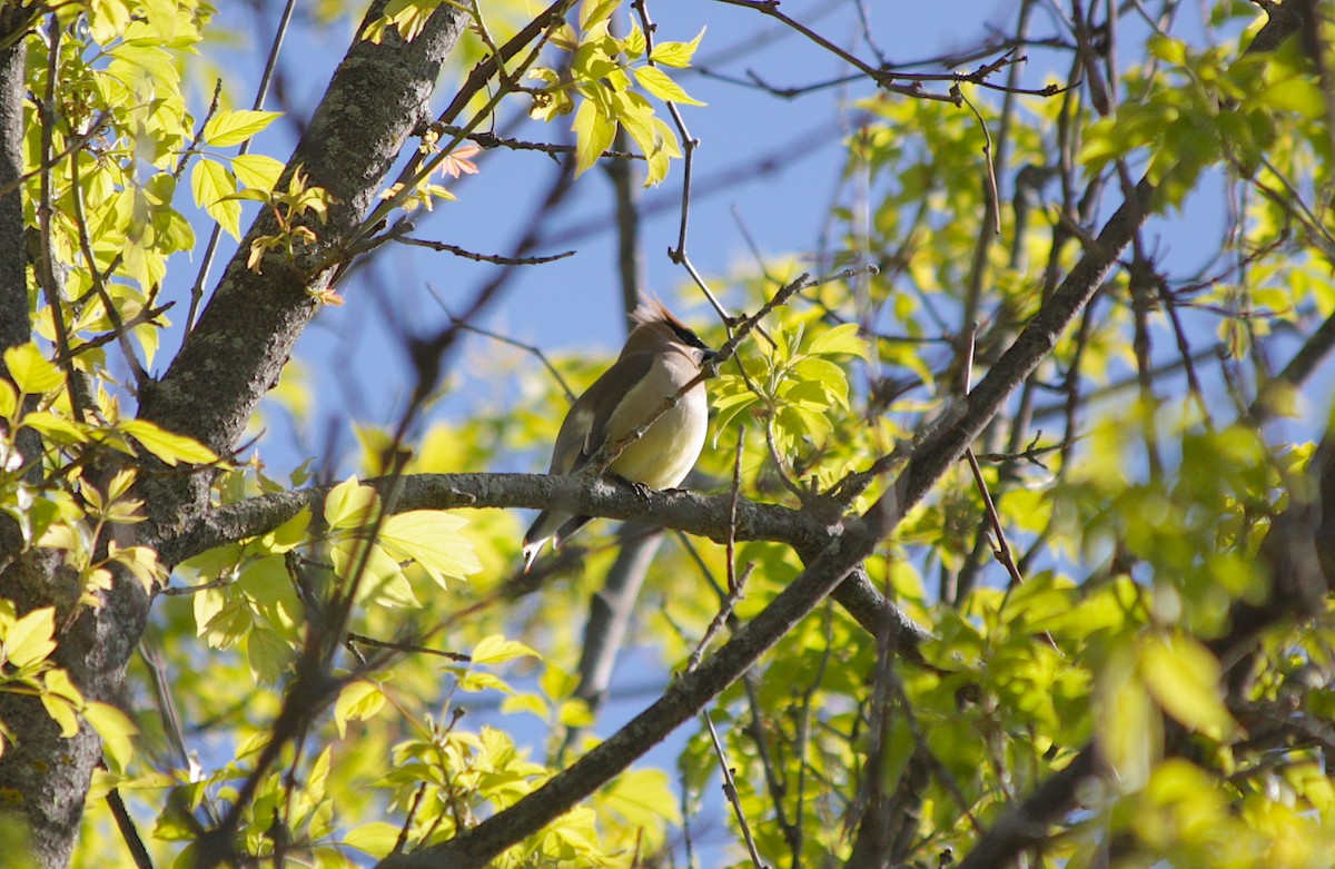 Cedar Waxwing - ML337803771