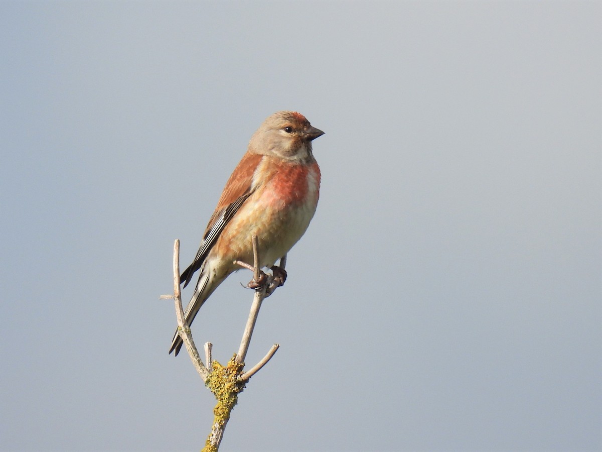 Eurasian Linnet - ML337804851