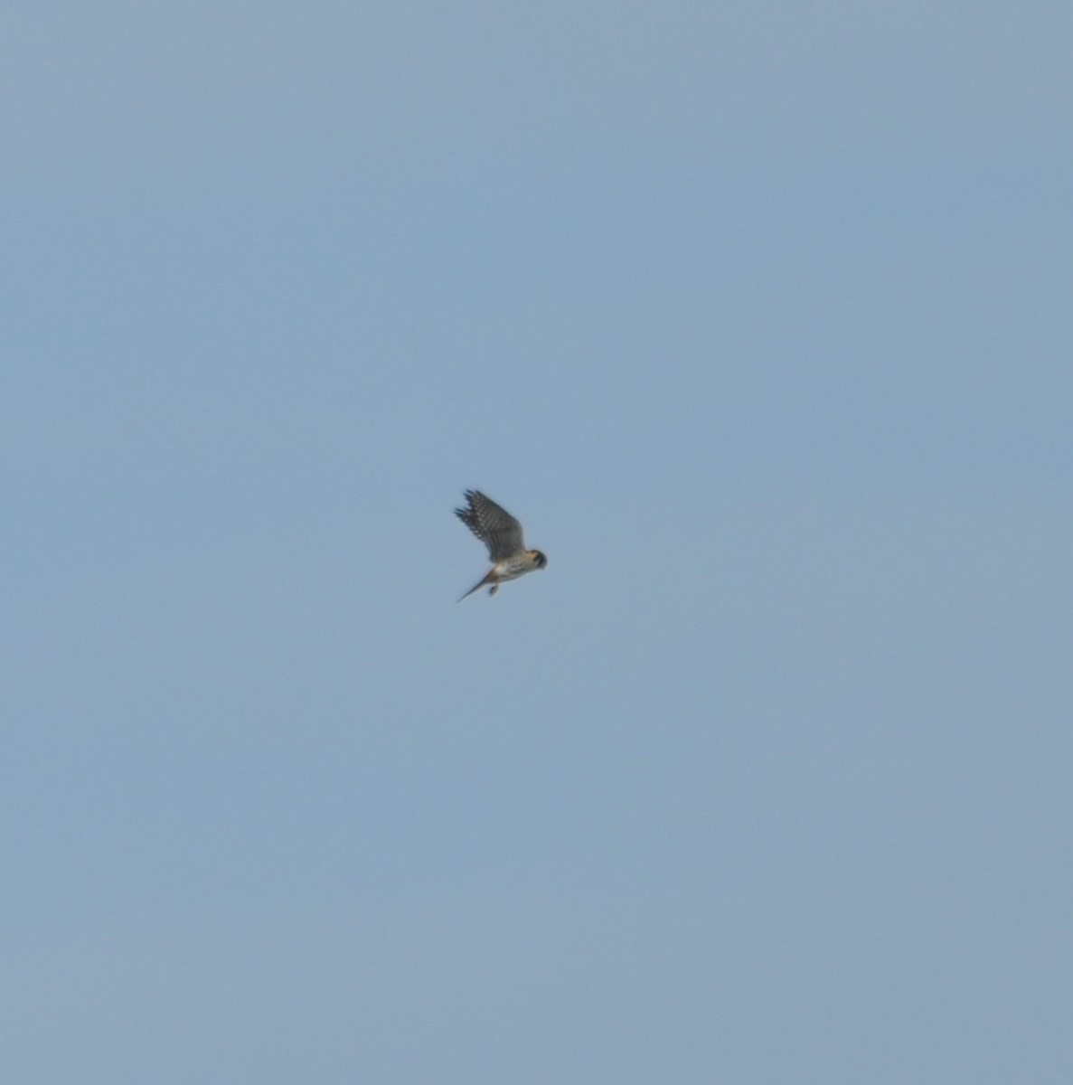 American Kestrel - ML337804911