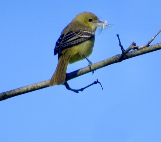 Oriole des vergers - ML337805081