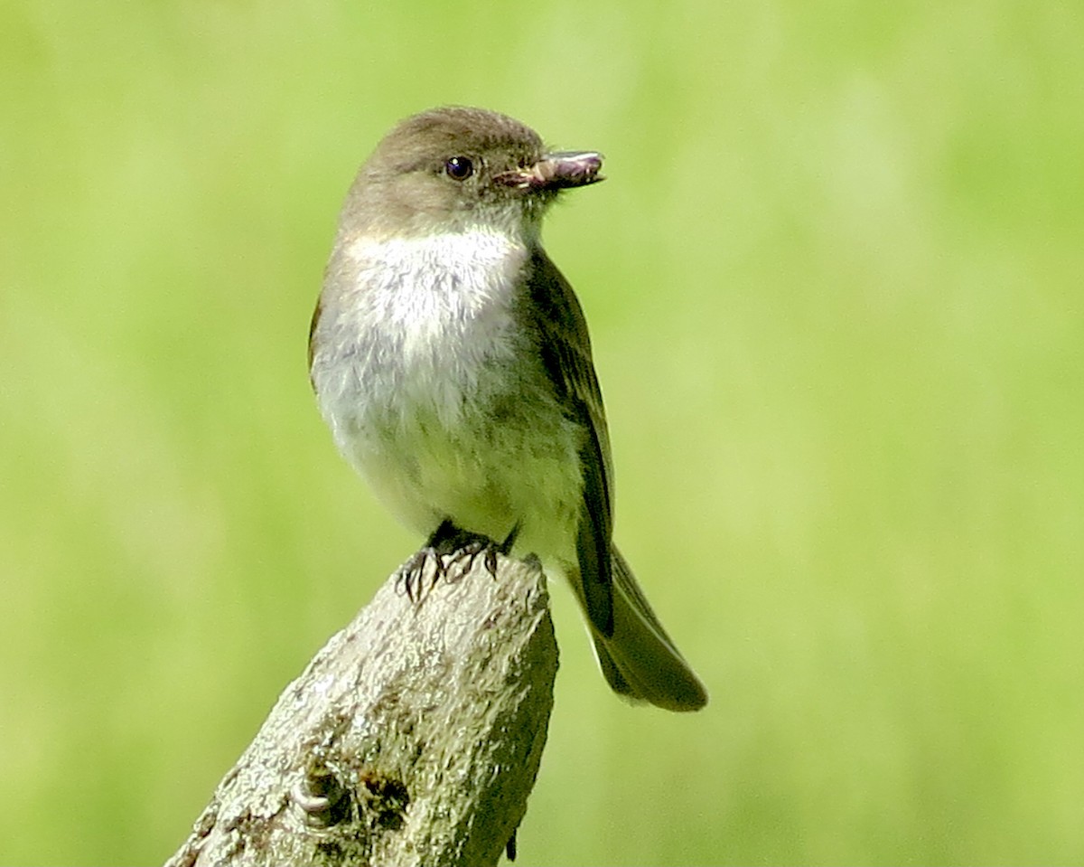 Eastern Phoebe - Karen Mammone