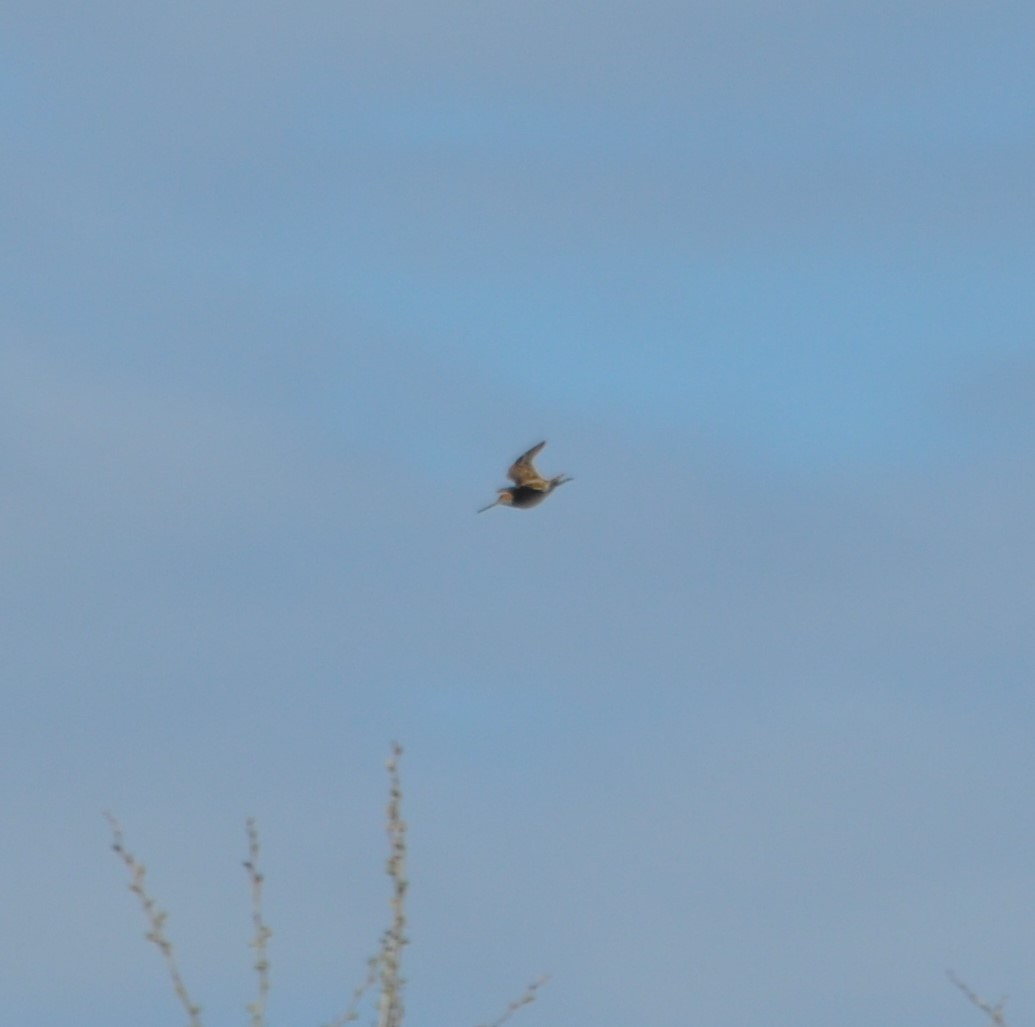 Wilson's Snipe - ML337806451