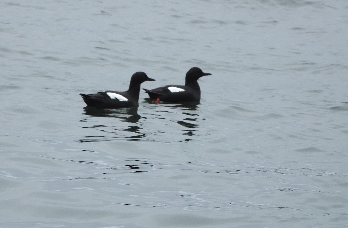 Pigeon Guillemot - ML337807511