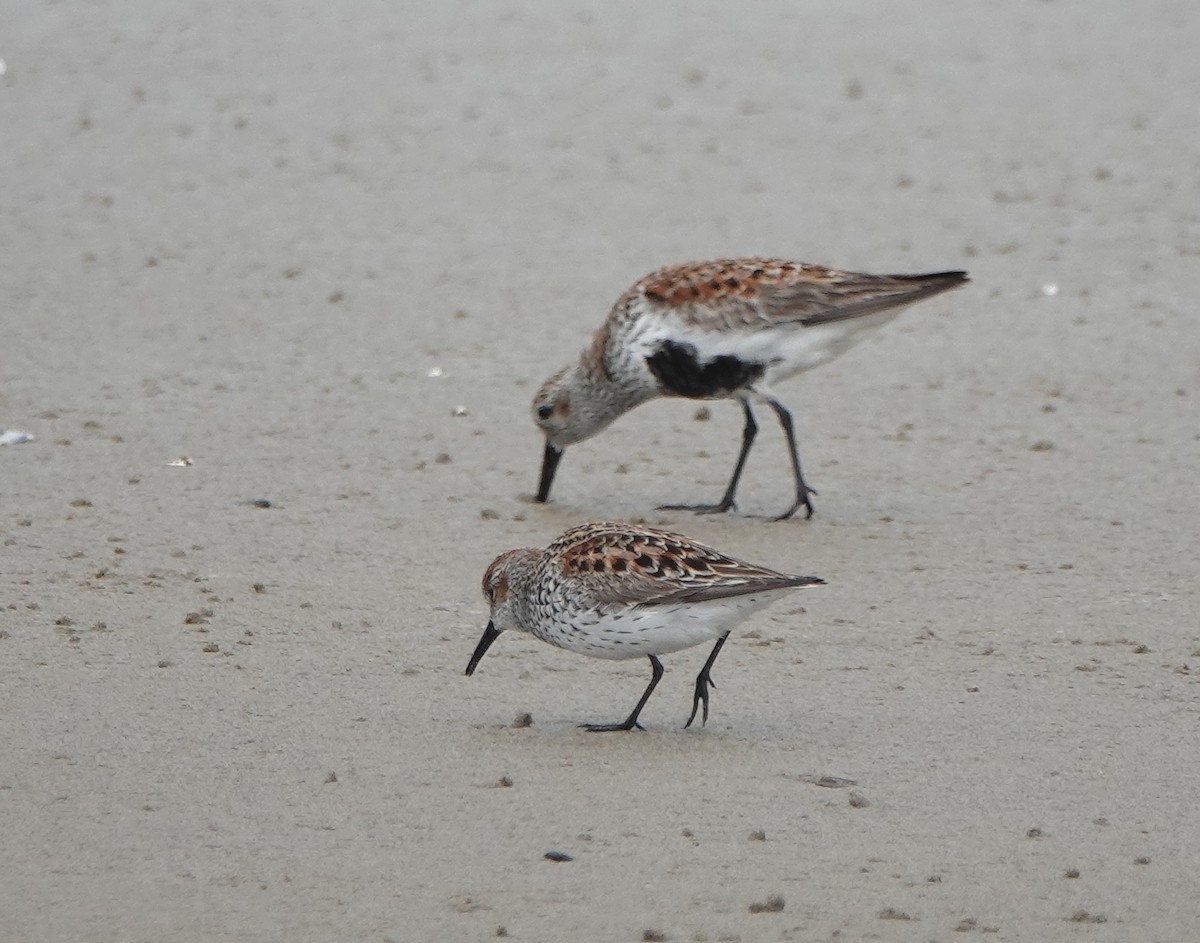 Western Sandpiper - Jack Maynard