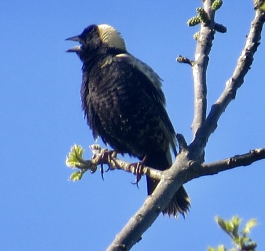 Goglu des prés - ML337808831
