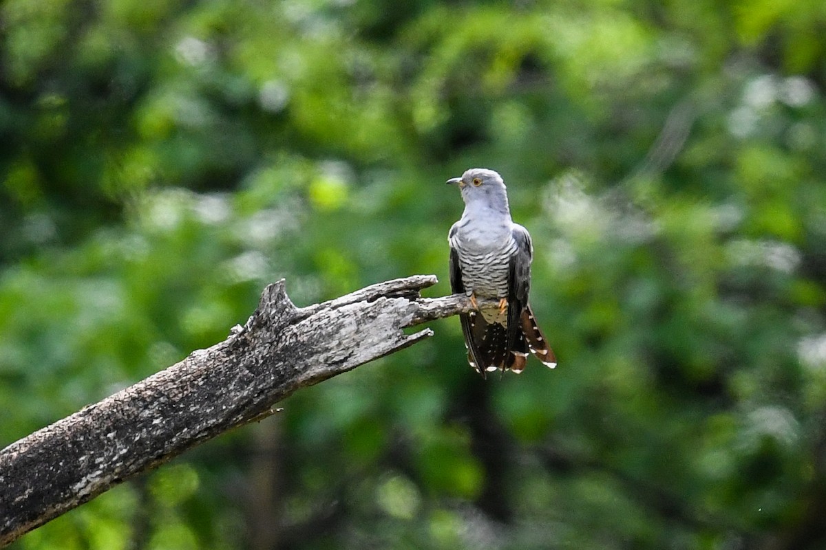 Common Cuckoo - Maryse Neukomm