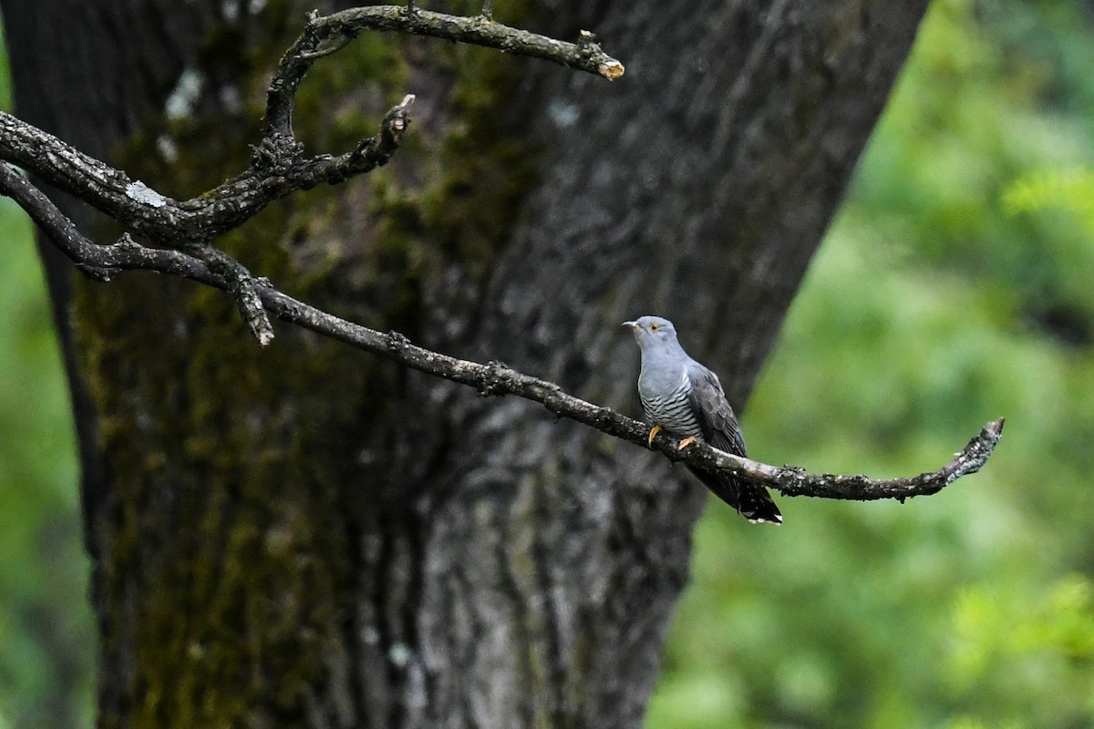 Common Cuckoo - ML337810851