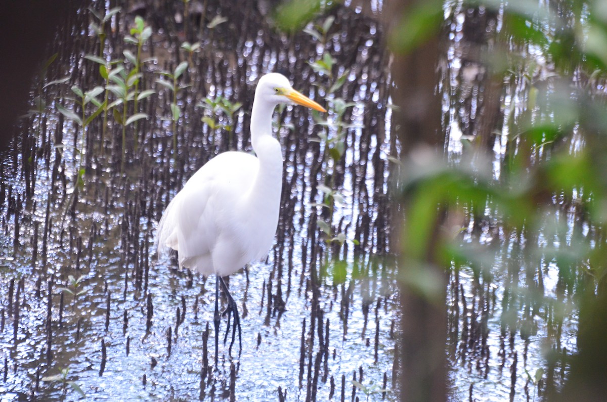 Great Egret - Vilma Oliveira