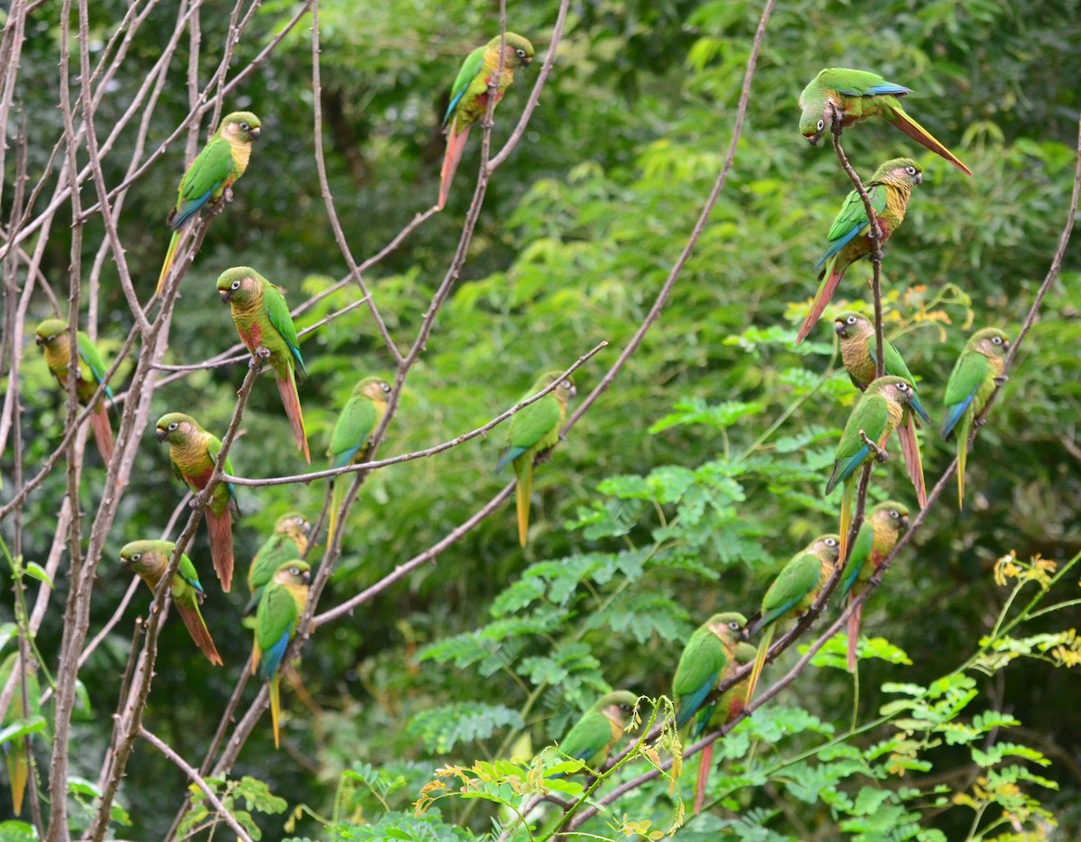 Maroon-bellied Parakeet - Vilma Oliveira