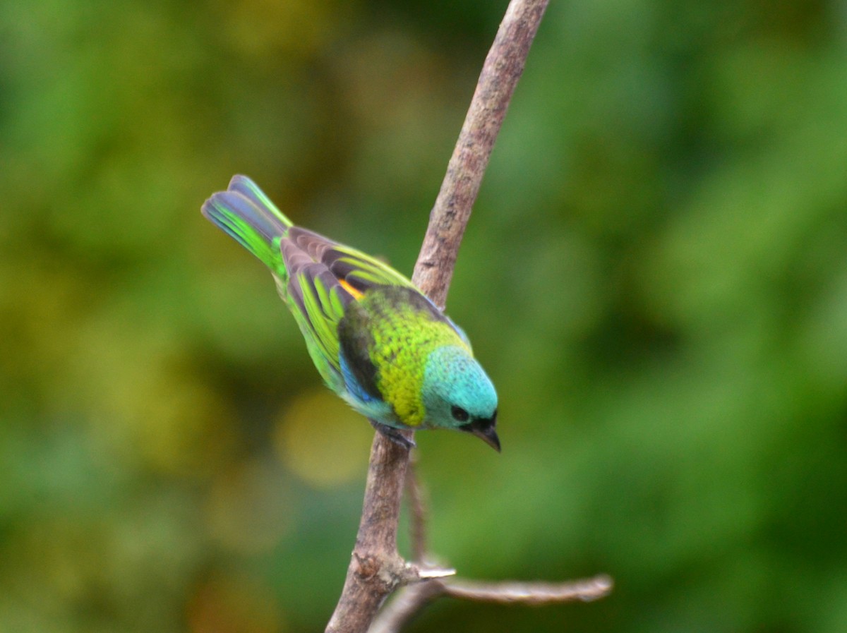 Green-headed Tanager - Vilma Oliveira