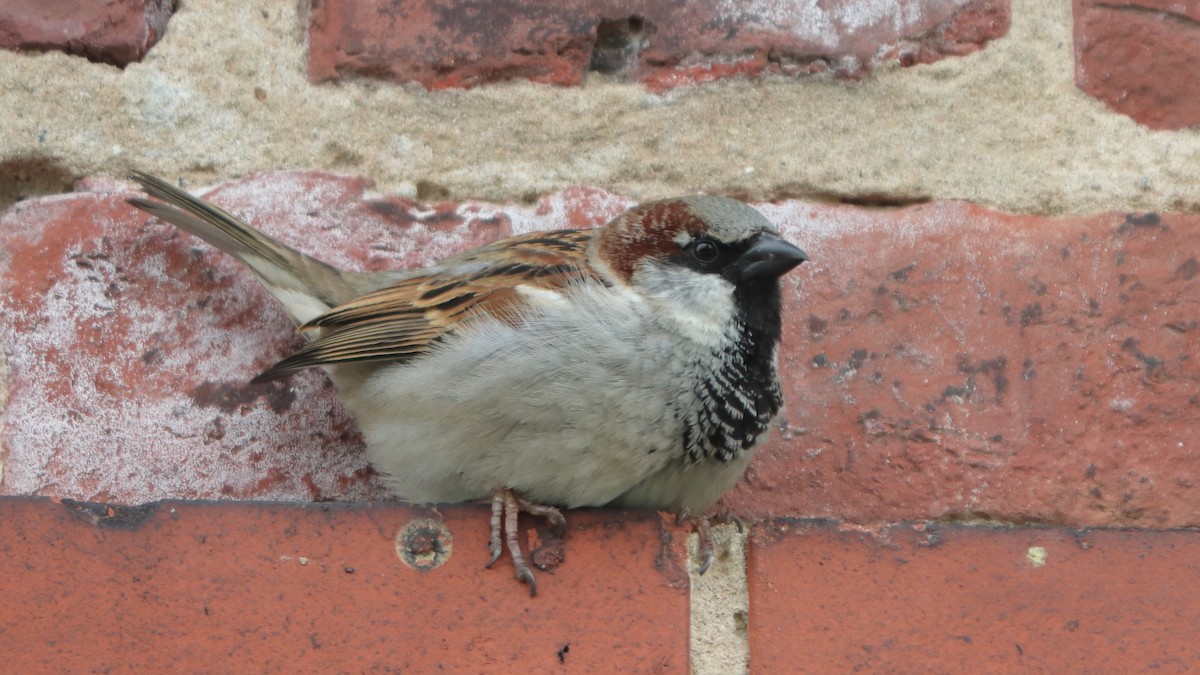 House Sparrow - ML337813201