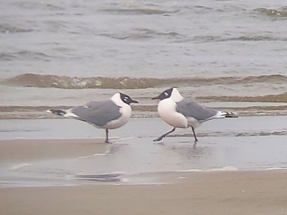 Mouette de Franklin - ML337814481