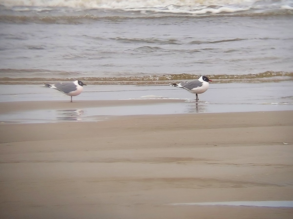 Franklin's Gull - ML337814531