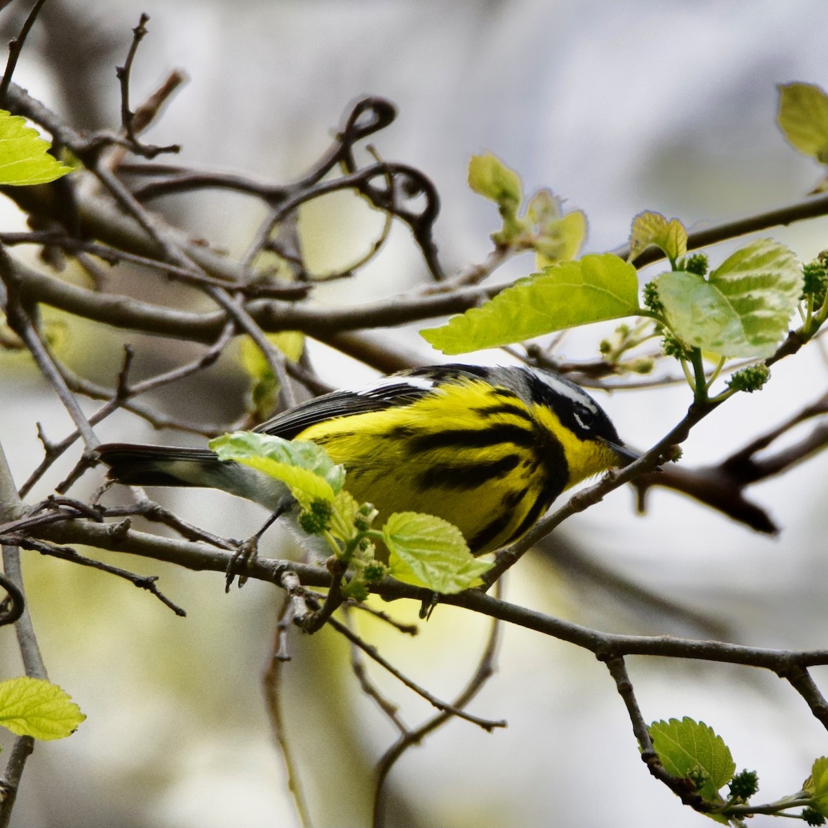 Magnolia Warbler - ML337815041