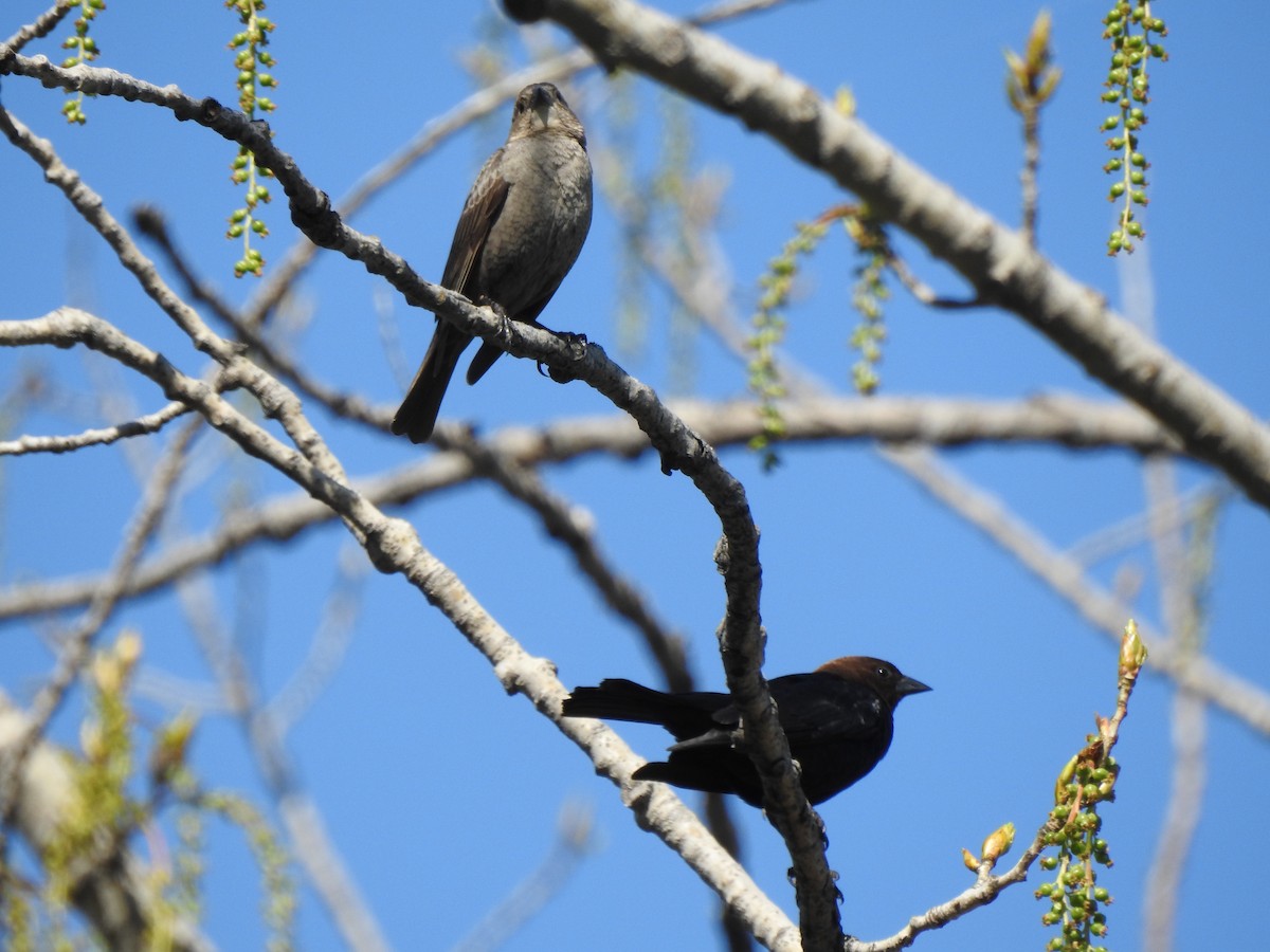 Brown-headed Cowbird - ML337815231