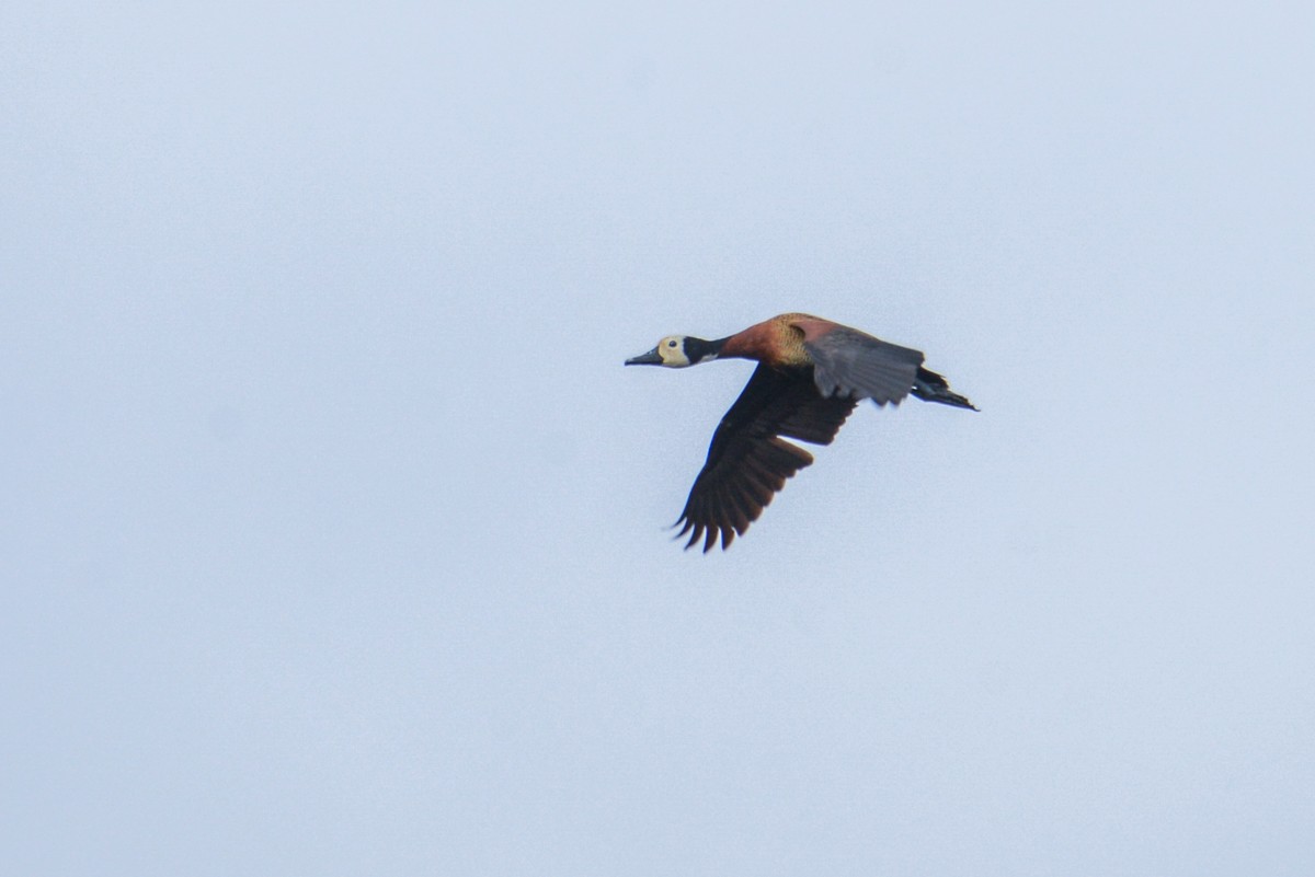 White-faced Whistling-Duck - Jason Weigner