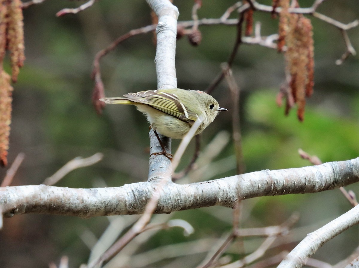 Ruby-crowned Kinglet - ML337817781