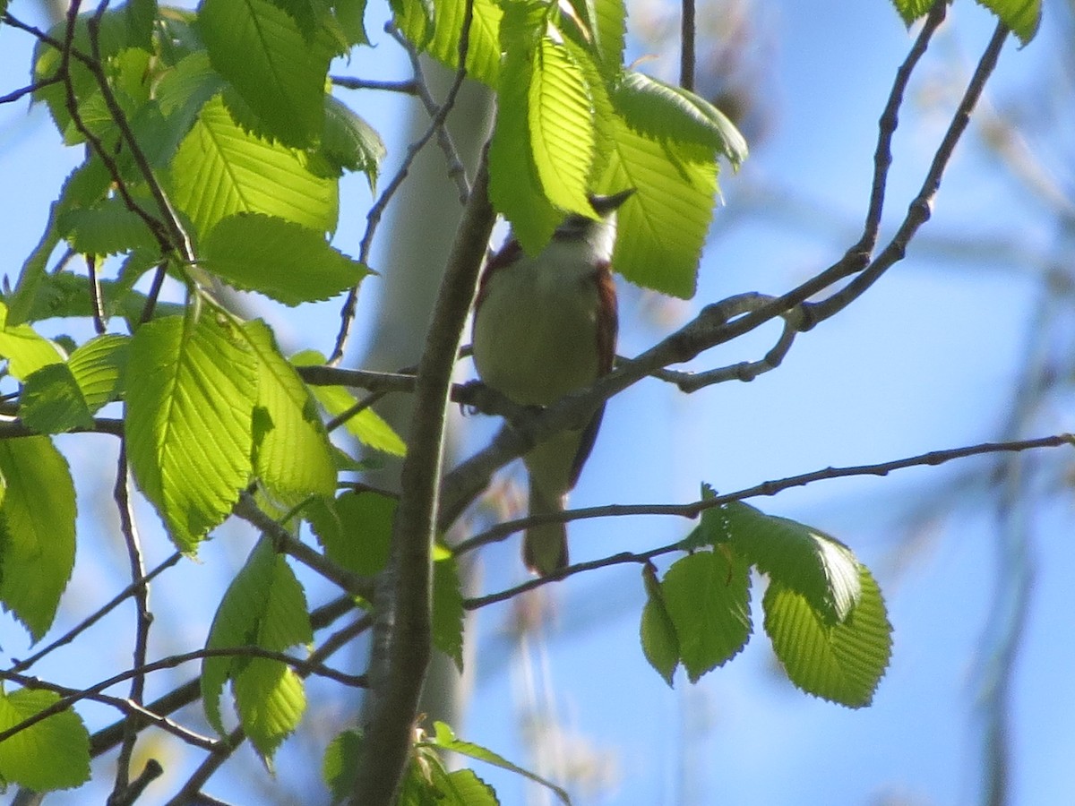 Chestnut-sided Warbler - ML337818151