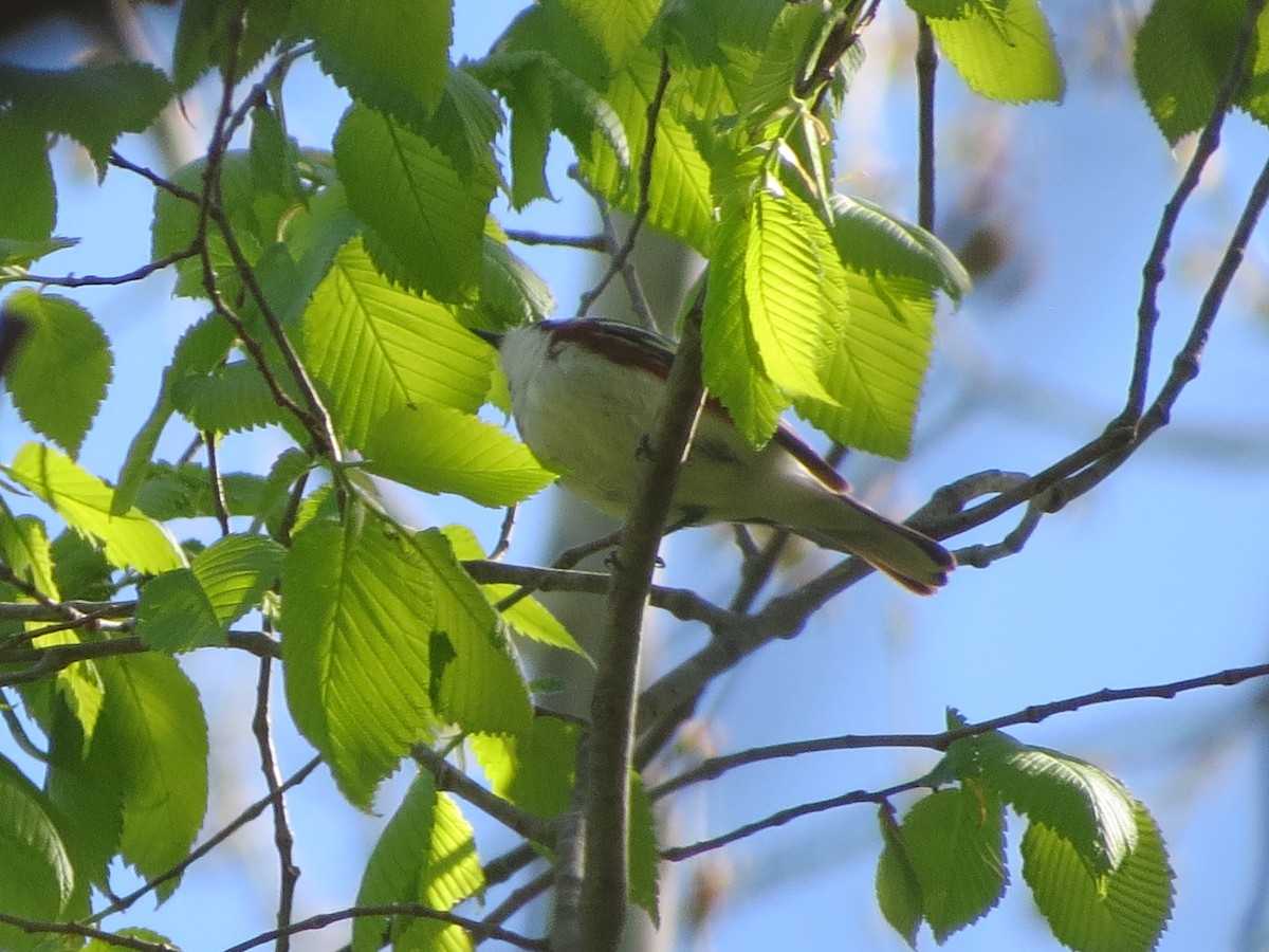 Chestnut-sided Warbler - ML337818161