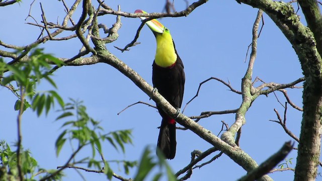 Toucan à carène - ML337819971